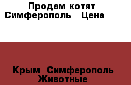 Продам котят. Симферополь › Цена ­ 5 000 - Крым, Симферополь Животные и растения » Кошки   